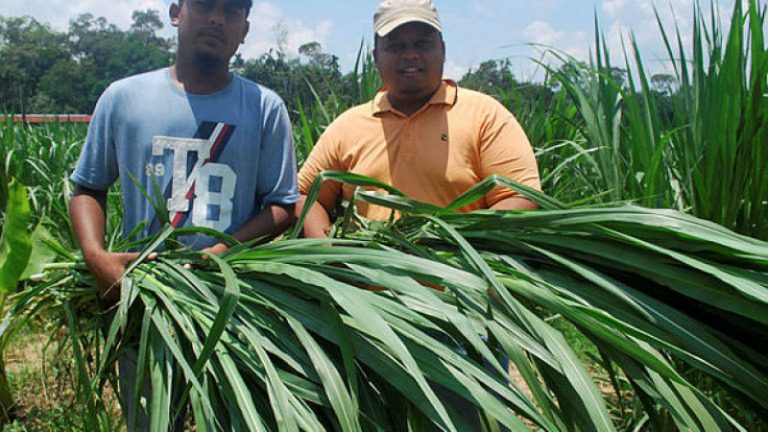 Rumput Ternakan Jana Pendapatan Lumayan