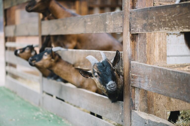 kambing