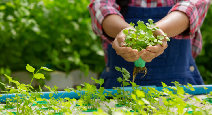 5 Cara Berkebun Tanpa tanah