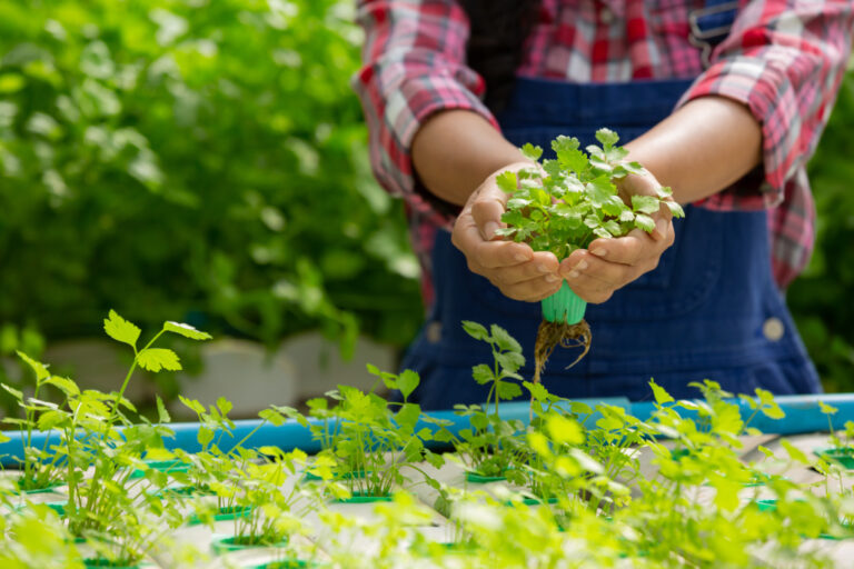 5 Cara Berkebun Tanpa tanah